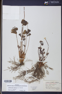 Jeffersonia diphylla image