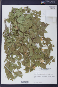 Lonicera maackii image