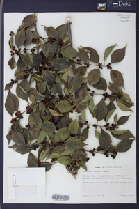 Lonicera maackii image