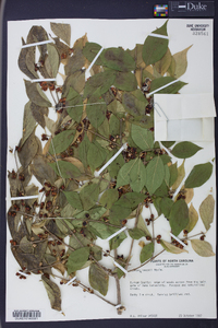 Lonicera maackii image