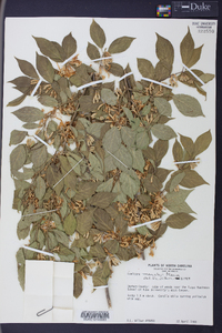 Lonicera maackii image