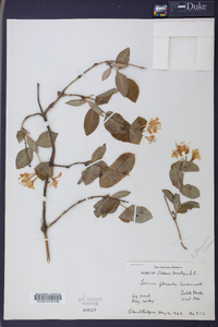 Lonicera flava image