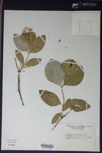 Lonicera dioica image