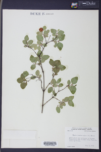 Symphoricarpos albus image