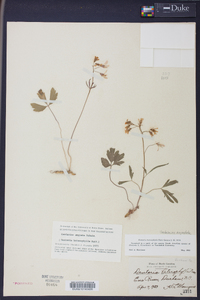 Cardamine angustata image