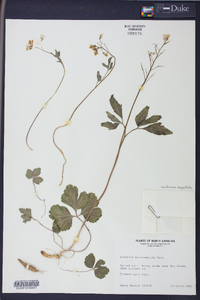 Cardamine angustata image