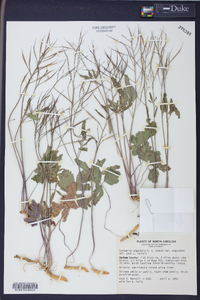 Cardamine angustata image