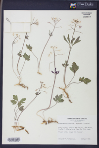 Cardamine angustata image