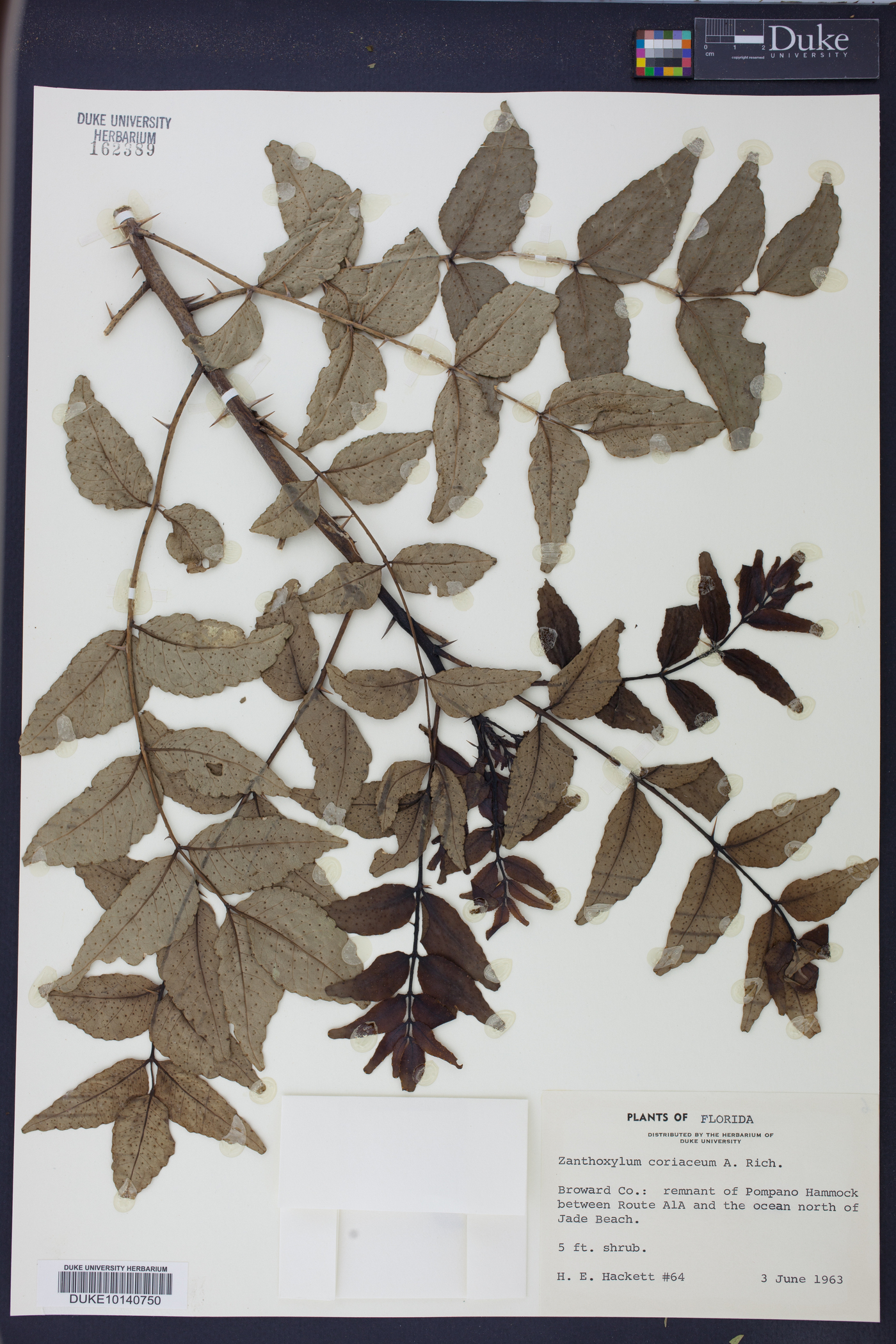 Zanthoxylum coriaceum image