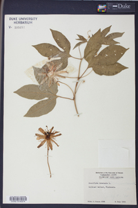 Passiflora incarnata image