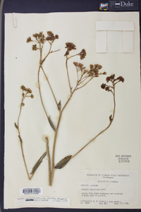 Arnoglossum ovatum image