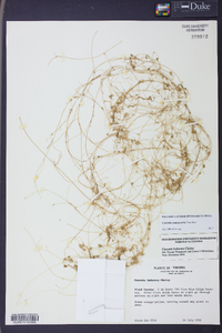 Cuscuta campestris image