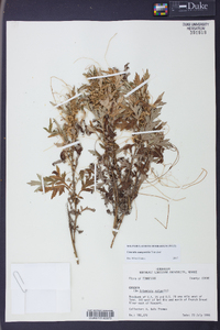 Cuscuta campestris image