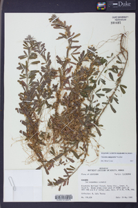 Cuscuta campestris image