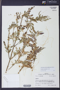 Cuscuta campestris image