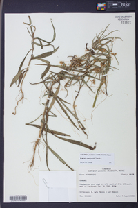 Cuscuta campestris image