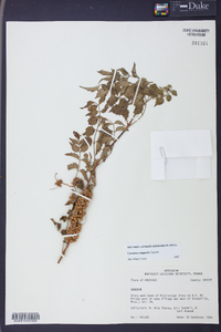 Cuscuta compacta image