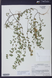 Cuscuta cuspidata image