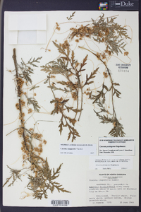 Cuscuta campestris image