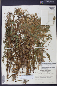 Cuscuta campestris image