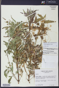 Cuscuta campestris image