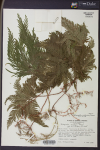 Selaginella umbrosa image