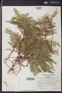 Selaginella umbrosa image