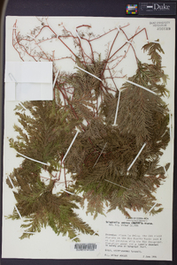 Selaginella umbrosa image