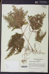 Selaginella umbrosa image