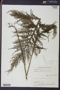 Selaginella oaxacana image