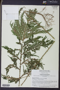 Selaginella oaxacana image