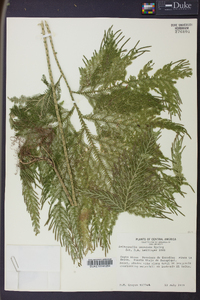 Selaginella oaxacana image