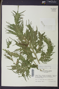 Selaginella oaxacana image