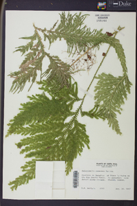 Selaginella oaxacana image