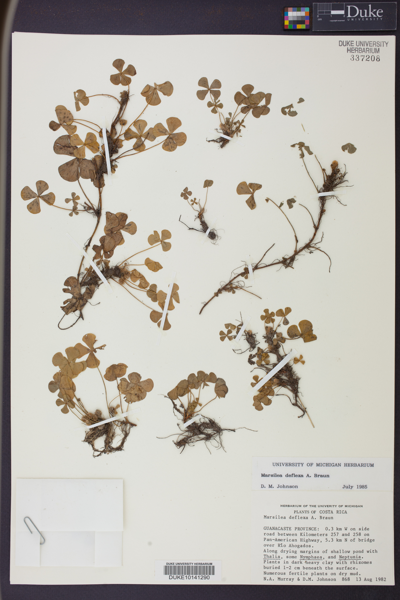 Marsilea deflexa image