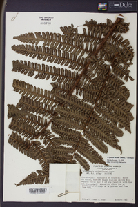 Cyathea ursina image