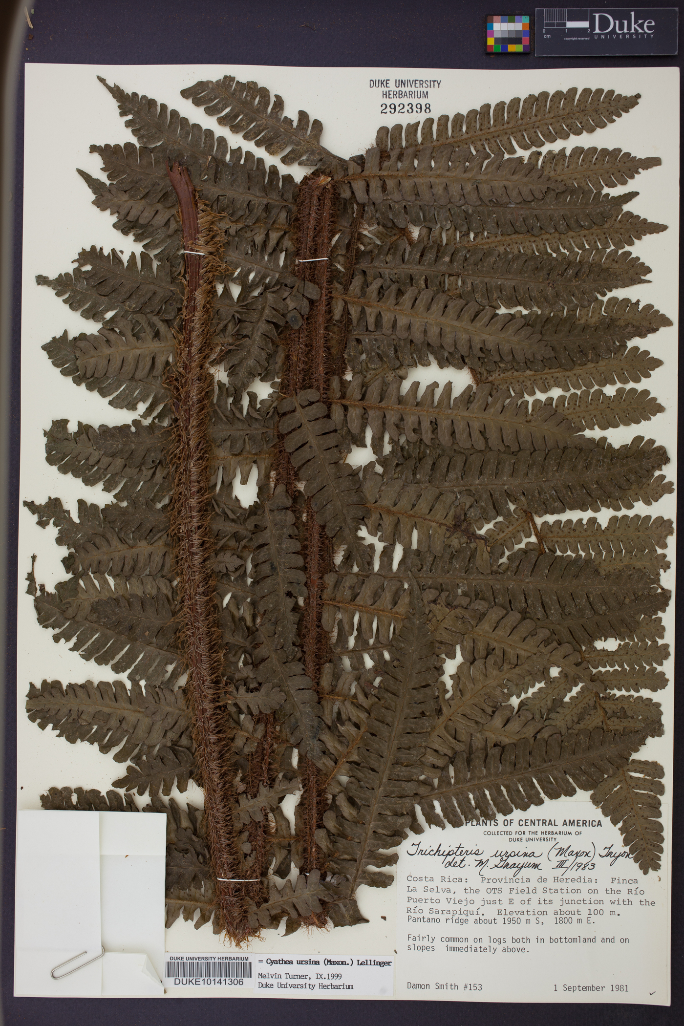 Cyathea ursina image