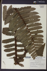 Cyathea ursina image