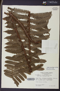 Cyathea ursina image