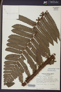 Cyathea ursina image