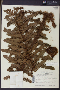 Cyathea ursina image