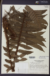 Cyathea ursina image