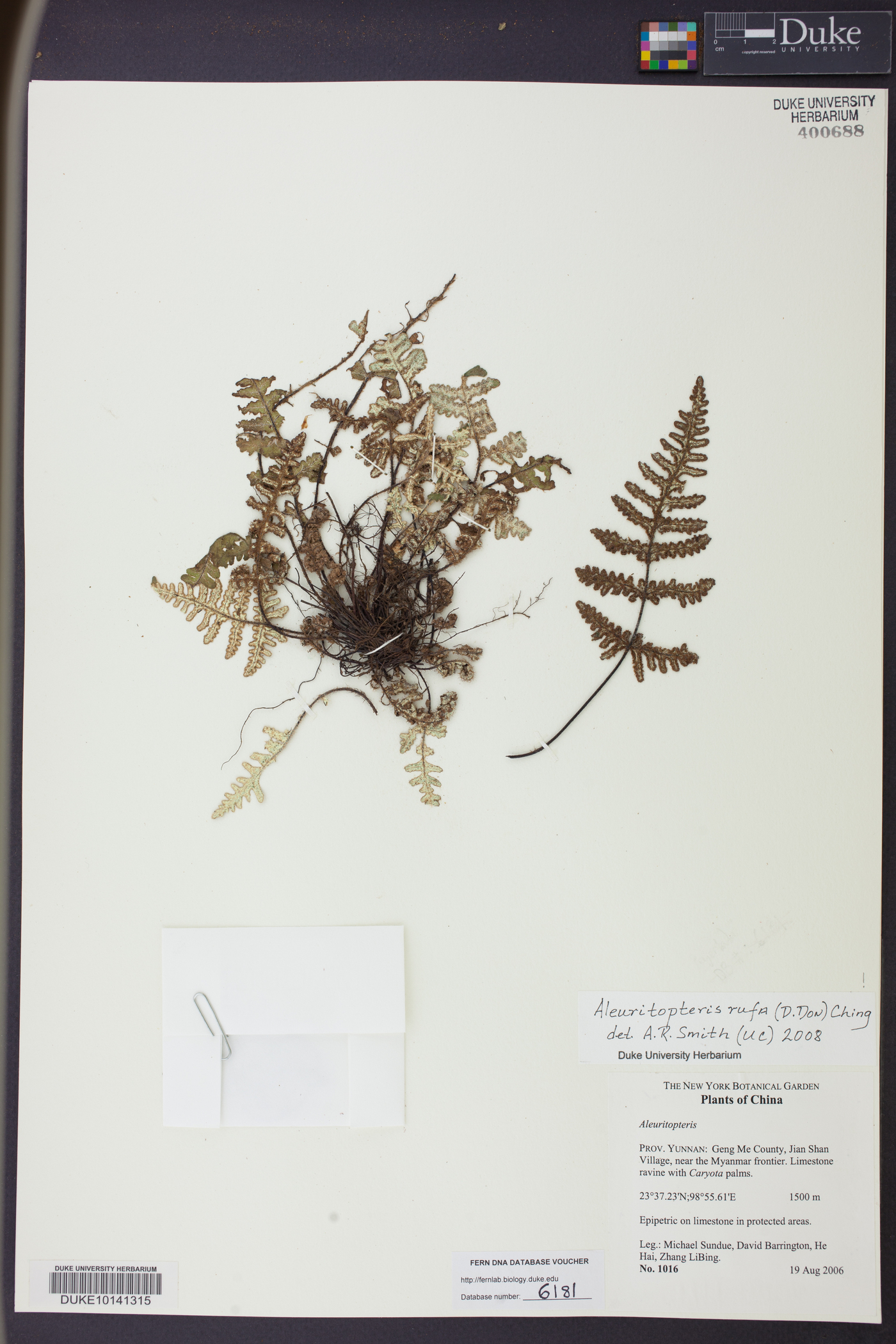 Aleuritopteris rufa image