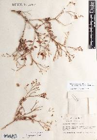 Eriogonum heermannii var. apachense image