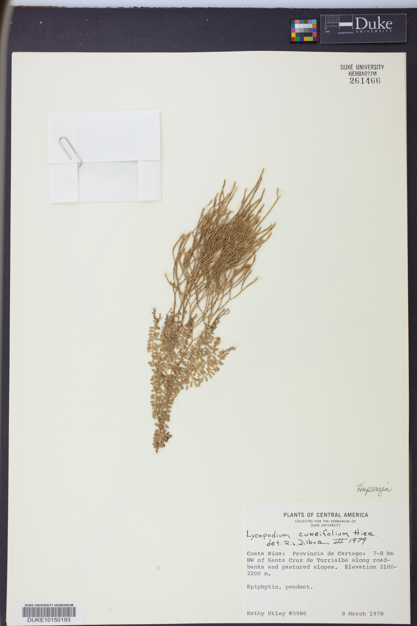 Phlegmariurus cuneifolius image