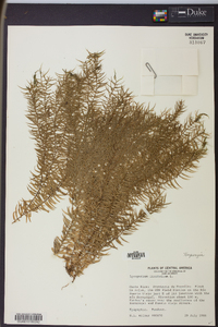 Huperzia linifolia image