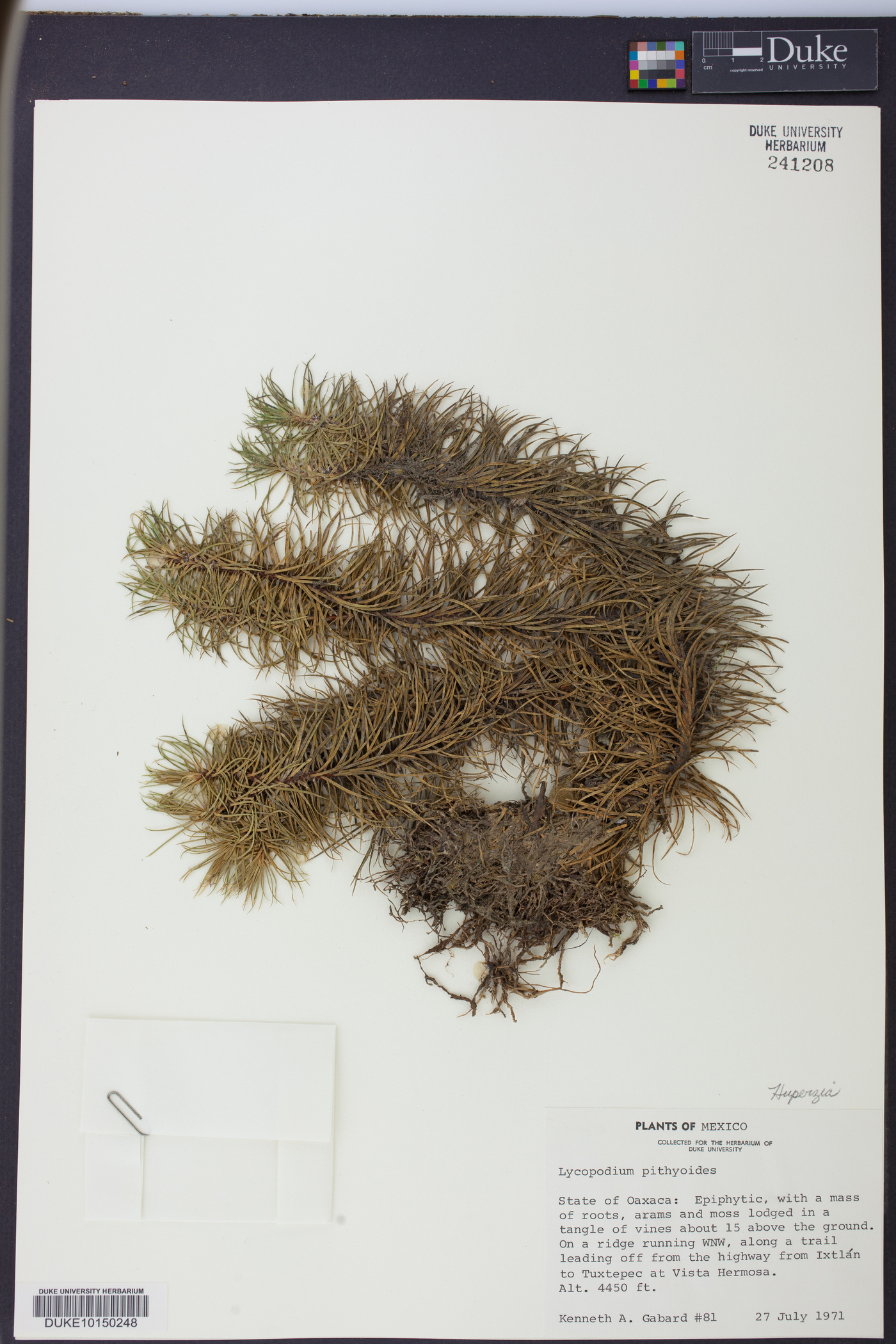 Huperzia pithyoides image