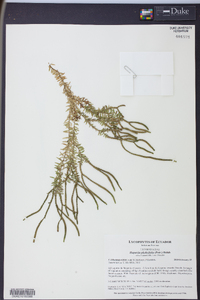 Huperzia phylicifolia image