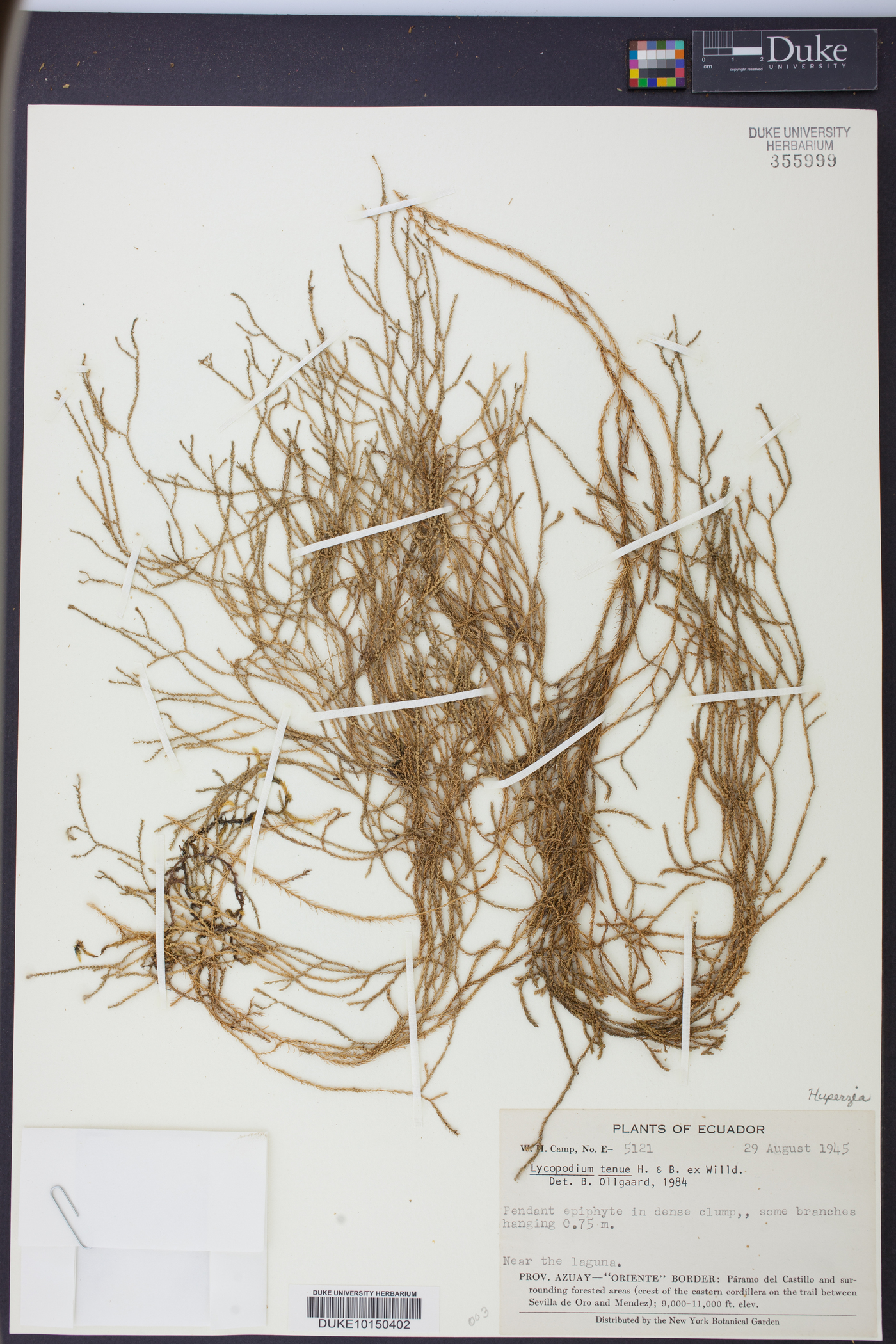 Phlegmariurus tenuis image