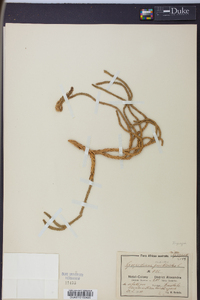 Phlegmariurus gnidioides image